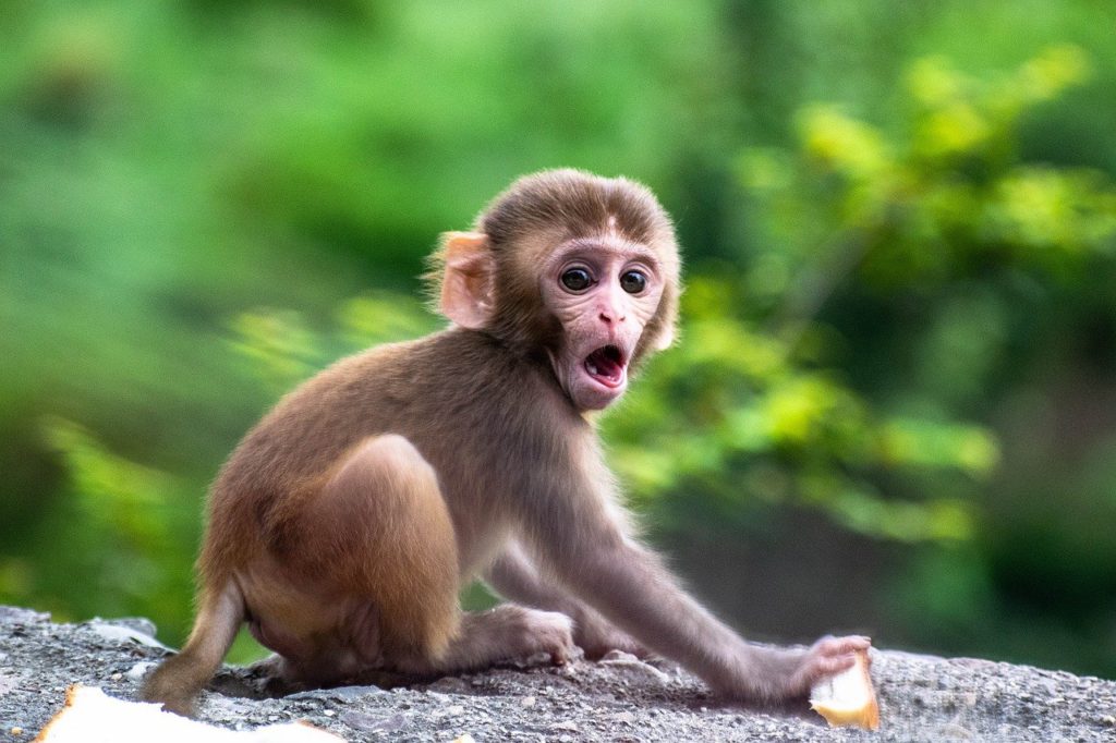 cute, monkey, baby-5424776.jpg