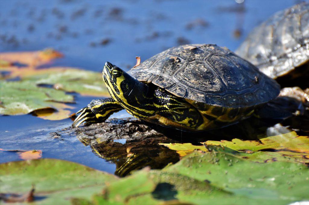 turtles, reptiles, tortoise shell-4407265.jpg